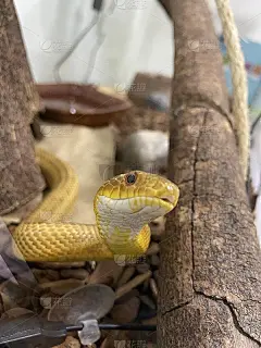 小蛇