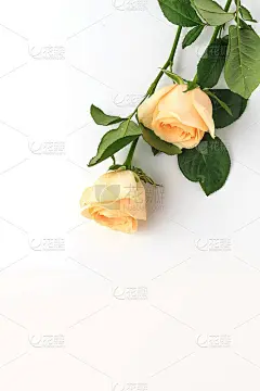 美丽芬芳的玫瑰
