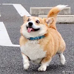 柯基就是行走的表情包没错了（ins:genthecorgi） ​​​​