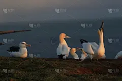 黑尔戈兰岛,岛,德国,黑色,大海鸟,南美,天空,群岛,地名,水平画幅