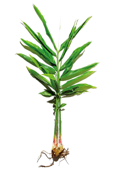 草芸党的日常采集到草本素材