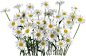 雏菊png图像，自由花图片 _png素材采下来 #率叶插件，让花瓣网更好用#