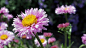 nature flowers garden spring
