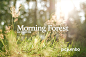 Morning Forest — Join PREMIUM and get instant access to this collection!