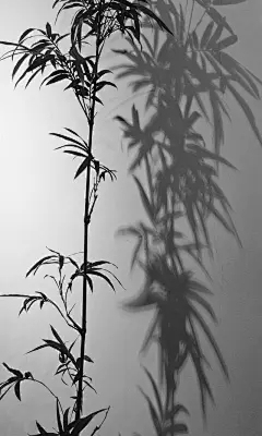 最美个性化手机高清壁纸