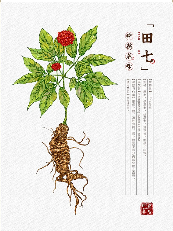 5中草药插画田七-花瓣网