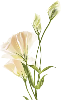 @冒险家的旅程か★
png植物 花朵 鲜花 绿叶 花环 水彩 手绘 彩铅 小清新 插画