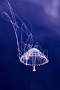 Jellyfish : Jellyfish by YUYU Photography