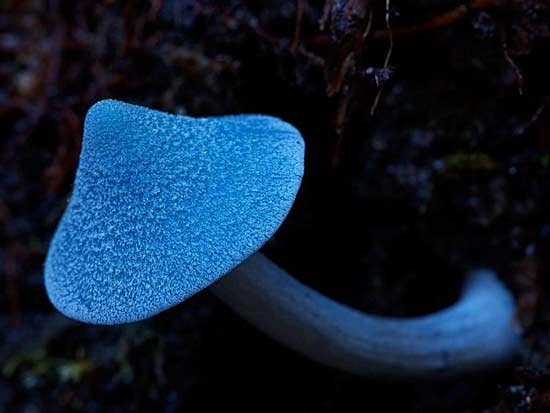 蓝色蘑菇~