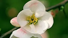 纯洁无暇的浪漫鲜花桌面高清壁纸桌面壁纸2