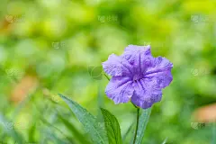 墨西哥矮牵牛花