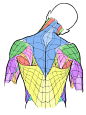 人体肌肉/人体参考/人体教程 人体结构 Kato_anatomy
花瓣关注原画人，推荐更多精选素材，绘画更有灵感