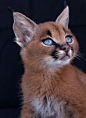 狞猫Caracal，体重最重、奔跑速度最快的小型猫科动物。可爱的耳朵由20条不同的肌肉控制，成簇的毛发能够让它们精准地定位猎物的位置，清澈的蓝眼睛灵气十足。喵界野性大美人儿～ ​​​​