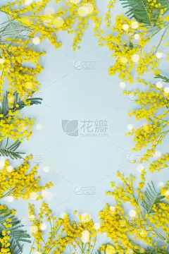 贺卡,边框,含羞草酒,春天,黄色,母亲节,复活节,垂直画幅,美,古典式