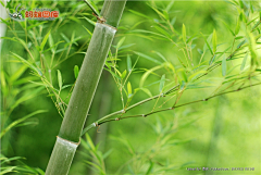 小花xiaohua采集到竹子