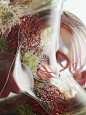 Botanical — William Bunce  : Botanical Set Design : Lisa Jahovic