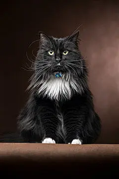 点击来源直接获取大图文件 |一只美丽有趣的黑白猫坐着并张望