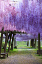 Kawachi Fuji Gardens, Kitakyushu, Japan 。日本北九州河内富士藤园。河内藤园于1977年4月开园，最引人关注的是面积达1000坪的大藤架，还有令人流连忘返的紫藤圆屋顶及紫藤隧道。园内共有22种、共计150株紫藤树，如野田长藤、口红藤等；每年的4月下旬至5月中旬，很多游客喜欢在紫藤花下野餐，在童话般的绝美世界中享受一段悠闲的时光。 #城市# #古镇# #国外# #美景#