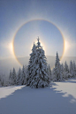 **Halo and snow covered pine trees, Fichtelberg, Ore ... / Winter