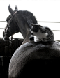 horsesornothing:

Best friends- Horse and Cat by in666moments on Flickr.
