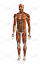 人体肌肉，前视图，3D渲染