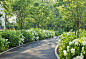 North Arlington Residence - Traditional - Landscape - DC Metro - by Katia Goffin Gardens