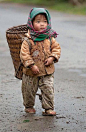 Little Hmong Harvester
