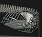 港海豚骨架，博物馆鲸类骨头，海洋生物动物鲸鱼鲨鱼化石模型 - 雕塑3d模型 3dsnail模型网
