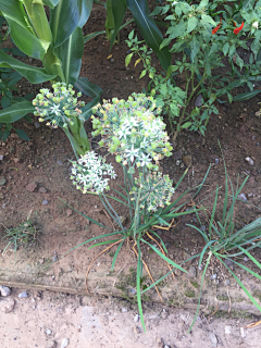 有了鱼的猫采集到小家园艺（植物）