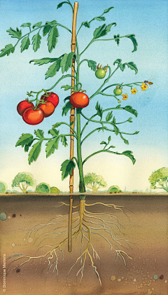 栗子插画采集到植物图谱