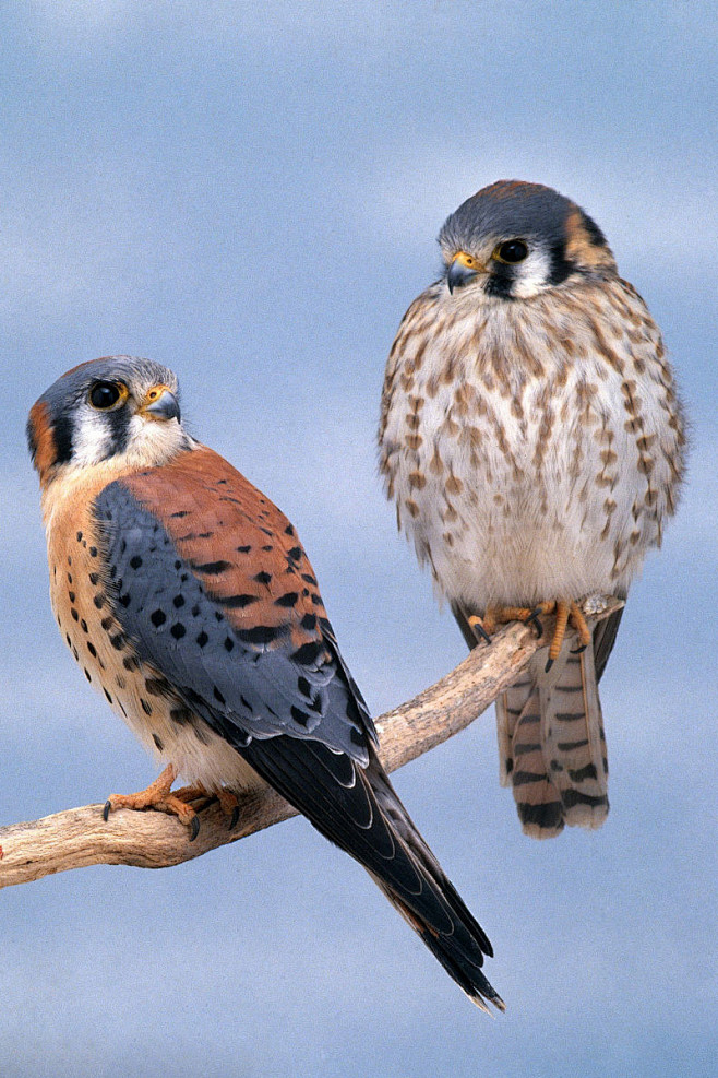 隼形目·隼科·隼属:美洲隼