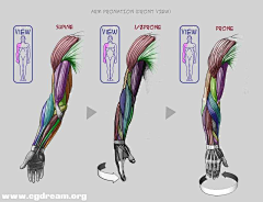 lyybeing采集到上肢 结构