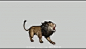 【新提醒】豹子 狮子 山猫兽等猫科动物攻击 死亡受击 击倒 休闲 待机 走 跑 跳 吼叫 等动作参考 - Game Animations - CGJOY