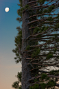patagonia south america moon tree | Amazing trees