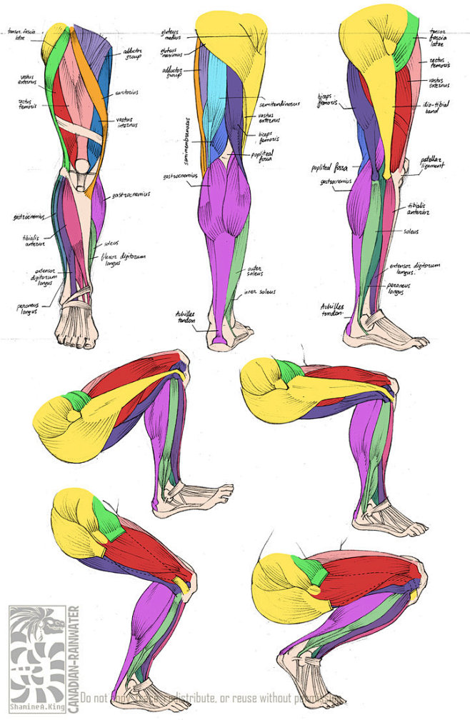 Anatomy - Human Arm ...