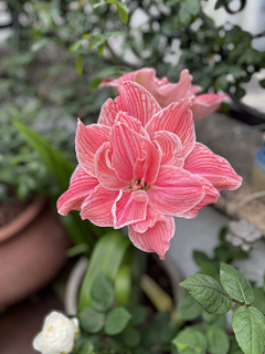 wsyeve源采集到Lovely plants