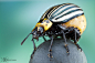 Beetle from Colombia by ColinHuttonPhoto on deviantART