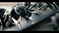 Ant