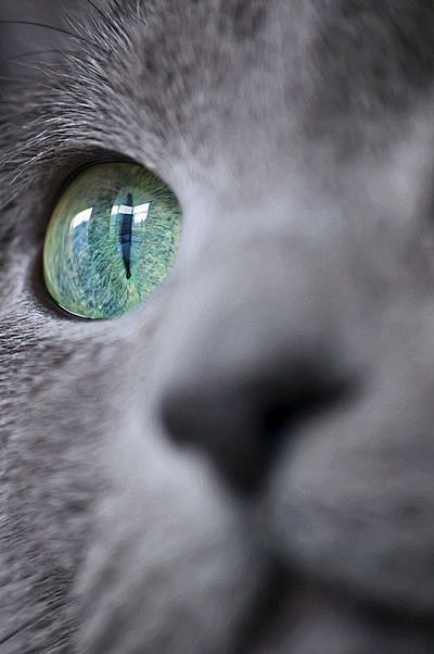 猫眼看世界~