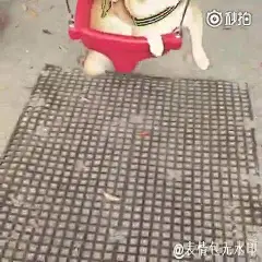 那个柴犬荡秋千的照片终于找到了！ 日推网友因为工作忙，很少陪柴柴玩耍，这天起个大早带他坐秋千，柴柴从头到尾都是微笑着眯着眼，幸福感快要溢出来了.周末早上好！ |秒拍视频 .
