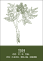 中药材插画