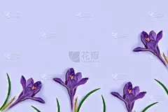 番红花属,春天,贺卡,藏红花,浪漫,自然神力,壁纸,花,订婚