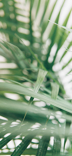 难懂的是人心采集到绿植素材