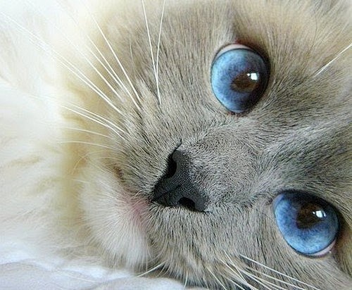 Gorgeous blue eyed b...