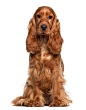 English Cocker Spaniel 9 Months Old Sitting Against White Background Stock  Photo - Download Image Now - iStock