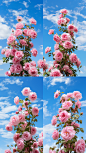 adamslee_Commercial_photography_pink_rose_background_blue_sky_A_15aba4a2-da40-4599-bc3d-87698169298b