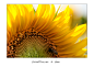Photograph Sunflower + bee 