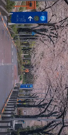 今日治愈壁纸 | 樱花烂漫 : ☀每天08：30请记得打开手机，查收我的礼物开启美妙的一天（点击图片可放大保存）