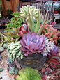 Beautiful arrangement of succulent plants with contrasting colors and forms.