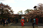 清水寺位于京都音羽山半山腰，此时山腰的樱花开得很茂盛。